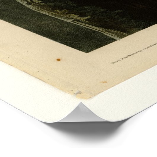 Poster Chouette des neiges (Coin)