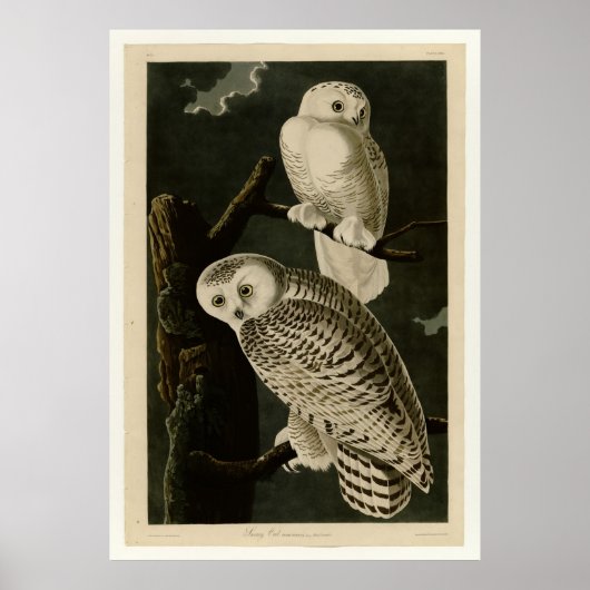 Poster Chouette des neiges (Devant)