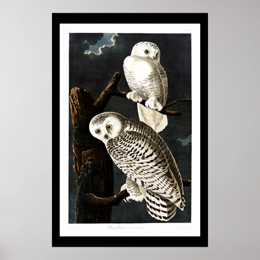 Poster Chouette des neiges, illustration vintage (Devant)