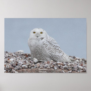 Poster Chouette des neiges sur coquilles