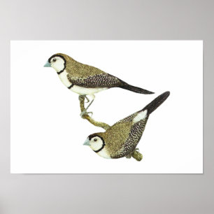 Poster Chouette (deux formes) - Taeniopygia bichenovii