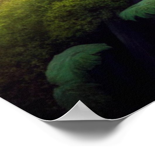 Poster Chouette en forêt (Coin)