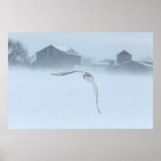 Poster Chouette Neige En Vol En Hiver (Devant)