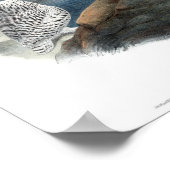 Poster Chouette neige vintage Gould (Coin)