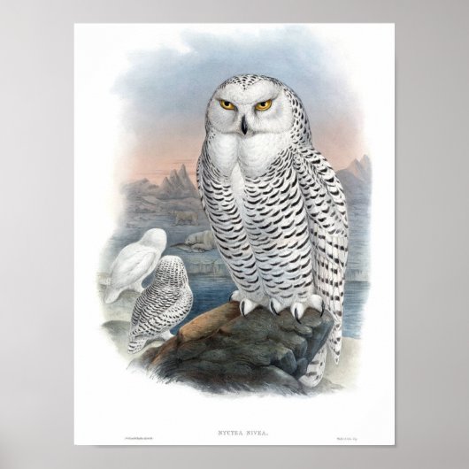 Poster Chouette neige vintage Gould (Devant)