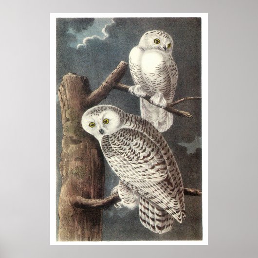 Poster Chouette neigeuse d'Audubon (Devant)