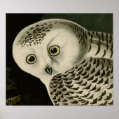 Poster Chouette neigeuse (détail) Audubon Fine Birds Amér (Devant)