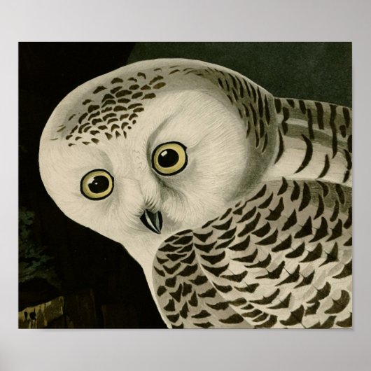 Poster Chouette neigeuse (détail) Audubon Fine Birds Amér (Devant)