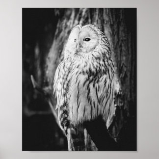Poster Chouette noire et blanche Oiseau Majestic de Prey
