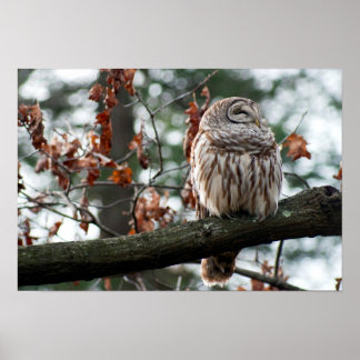 Poster Chouette optimiste