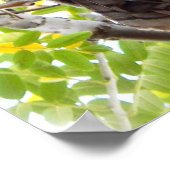 Poster Chouette regardant vers le bas de la branche (Coin)