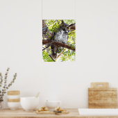 Poster Chouette regardant vers le bas de la branche (Cuisine)