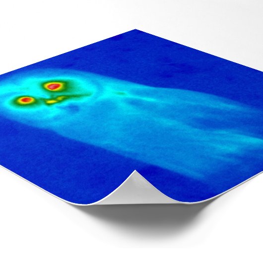 Poster chouette sage (Coin)