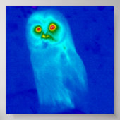 Poster chouette sage (Devant)