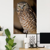 Poster Chouette tachetée (Bureau à domicile)