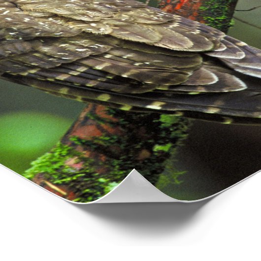 Poster Chouette tachetée du Nord (Coin)