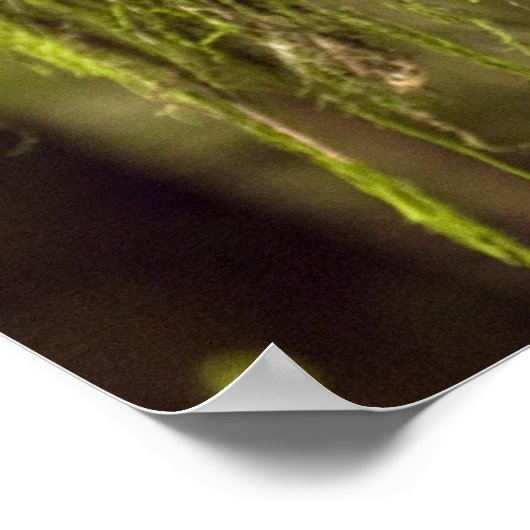 Poster Chouette tachetée du Nord (Strix occidentals cauri (Coin)