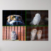 Poster Chouettes (Devant)