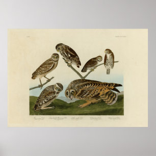 Poster Chouettes brulantes - d'Audubon's Birds of America