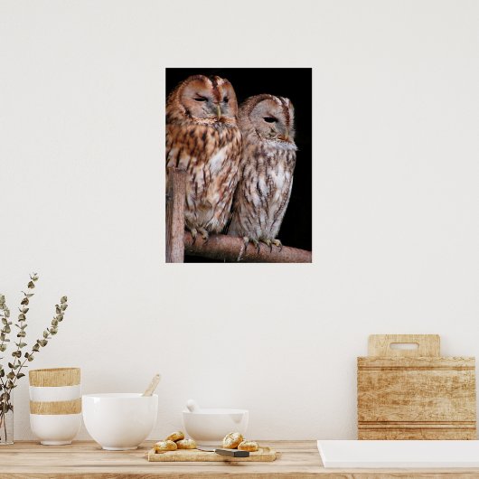 Poster Chouettes tawny (Cuisine)
