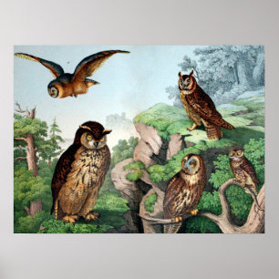 Poster Chouettes Vintages