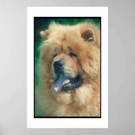 Poster Chow Chow (Devant)