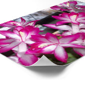 Poster Christmas Cactus (Coin)