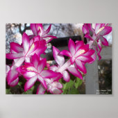Poster Christmas Cactus (Devant)