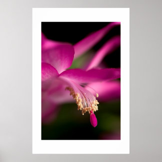 Poster Christmas Cactus