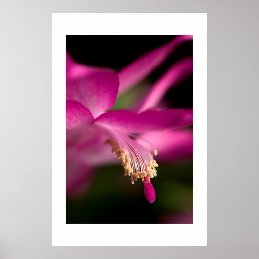Poster Christmas Cactus (Devant)
