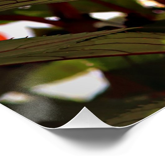 Poster Christmas Flowers (Coin)