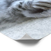 Poster Christmas Kitten (Coin)