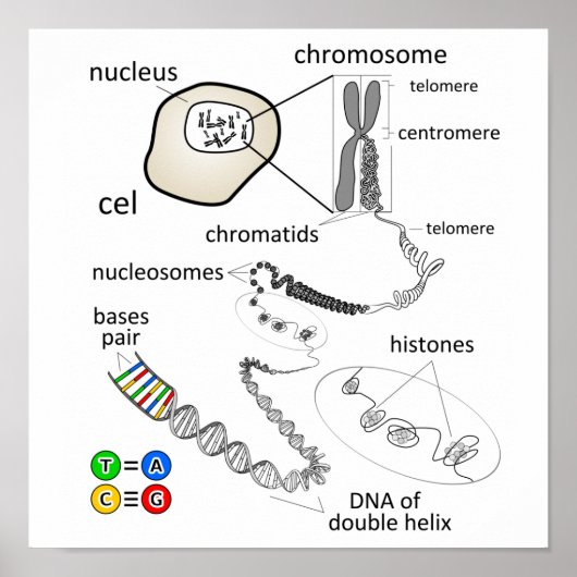 Poster Chromosome (Devant)