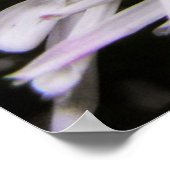 Poster Chrybursta (Coin)