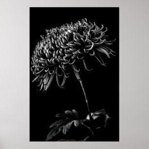 Poster Chrysanthème