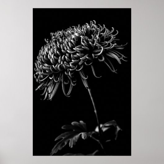 Poster Chrysanthème (Devant)