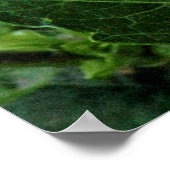 Poster Chrysanthème, Bute Park, Cardiff, Pays de Galles (Coin)