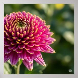 Poster Chrysanthème d'automne