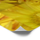 Poster Chrysanthème Groupe Plante Jaune (Coin)