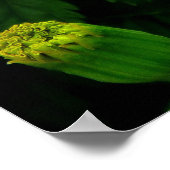 Poster Chrysanthème orange (Coin)