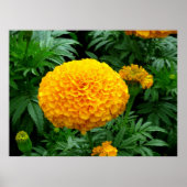 Poster Chrysanthème orange (Devant)