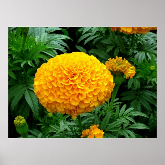 Poster Chrysanthème orange (Devant)