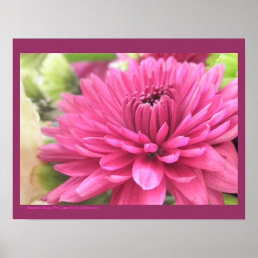Poster Chrysanthème rose chaud Fleur Fleurs Fleurs Fleurs (Devant)