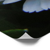 Poster Chrysanthème rose doux (Coin)