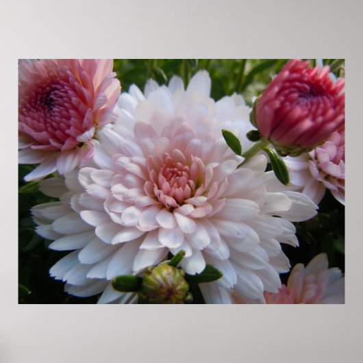 Poster Chrysanthème rose doux (Devant)