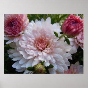 Poster Chrysanthème rose mou