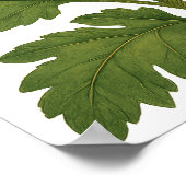 Poster Chrysanthème Vintage (Coin)