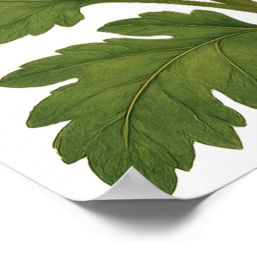 Poster Chrysanthème Vintage (Coin)