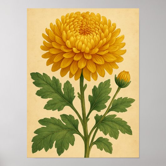Poster Chrysanthème Vintage sur Papier Patiné (Devant)