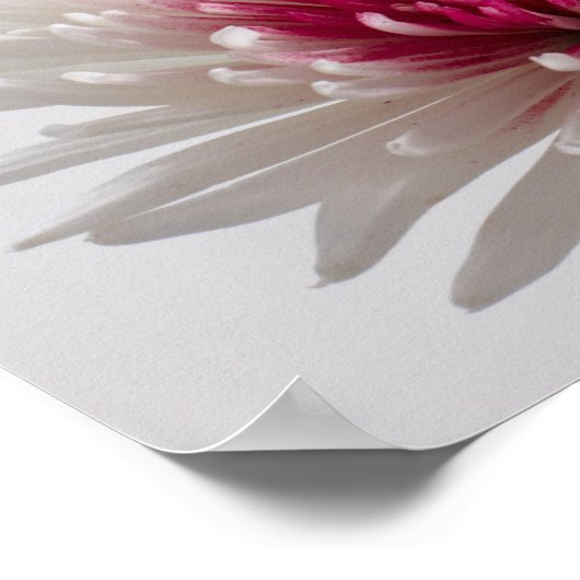 Poster Chrysanthèmes (Coin)